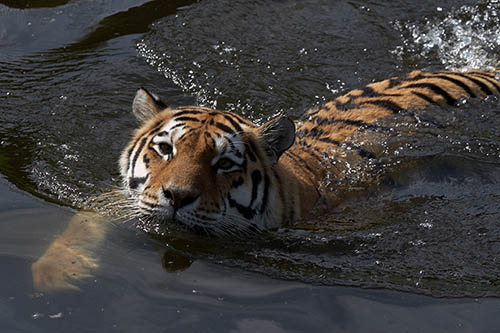 Five Animals You Didn't Know Are Swimmers | Little Otter Swim School Five Animals You Didn't Know Are Swimmers | Little Otter Swim School